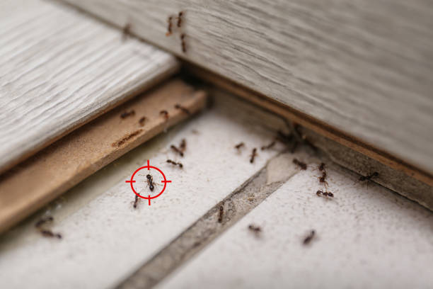 Best Wildlife Control Services  in Ridgecrest, FL