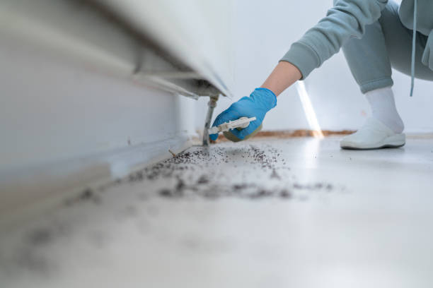Trusted Ridgecrest, FL Pest Control Experts